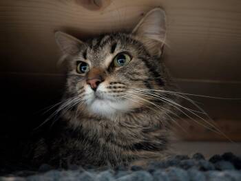 Domestic Long Hair Cats Available for Adoption in Dublin, Ohio - Willow | PetCurious