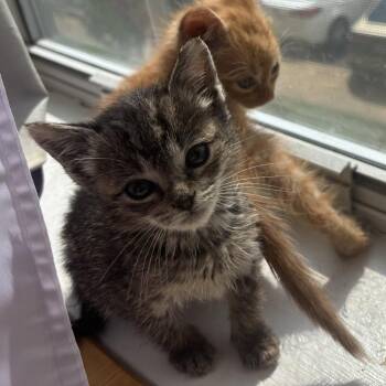 Tiny -  Domestic Short Hair Cat for Adoption in Bel Air, Maryland - Tiny | PetCurious