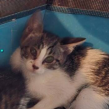 Rescue Domestic Short Hair Cats for Adoption in Grantsville, Utah - Jones | PetCurious