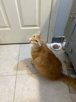 Domestic Long Hair and Tabby Cats Available for Adoption in Deltona, Florida - Cheeto | PetCurious