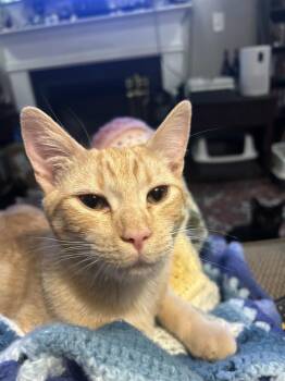 Domestic Short Hair and Tabby Cats Available for Adoption - Macaroni Noodle | PetCurious