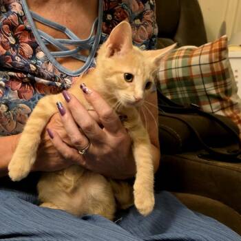 Cannoli -  Domestic Short Hair Cat for Adoption in Grantsville, Utah - Cannoli | PetCurious