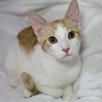 Rescue Domestic Short Hair Cats for Adoption in Yucca Valley, California - Clem | PetCurious