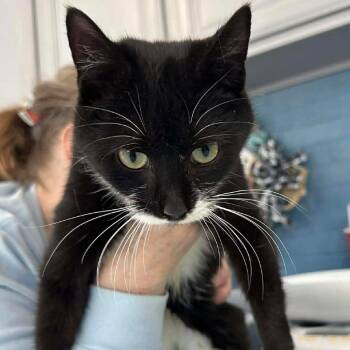 Domestic Short Hair Cats Available for Adoption - Daphne | PetCurious