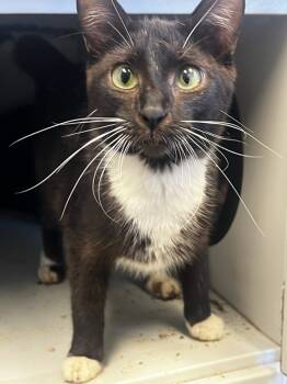 Rescue Domestic Short Hair Cats for Adoption in Tulare, California - Misfit | PetCurious