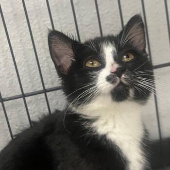 Domestic Short Hair Cats Available for Adoption in Chaska, Minnesota - Slide | PetCurious