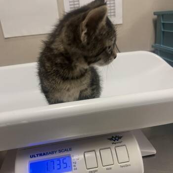 Edgarina -  Domestic Short Hair Cat for Adoption in Chicago, Illinois - Edgarina | PetCurious