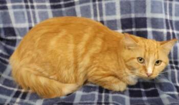Betty -  Domestic Medium Hair Cat for Adoption in Thief River Falls, Minnesota - Betty | PetCurious