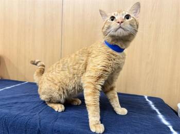 Domestic Short Hair Cats Available for Adoption in Brentwood, Missouri - GOLDIE | PetCurious
