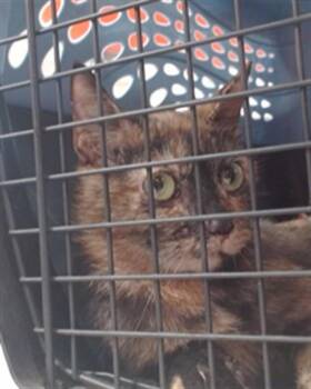 Domestic Short Hair Cats Available for Adoption in Louisville, Kentucky - A796677 | PetCurious