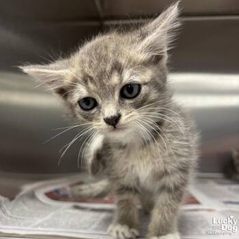 Theo -  Domestic Short Hair Cat for Adoption in Washington, District Of Columbia - Theo | PetCurious