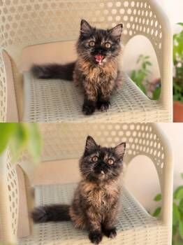 Molasses- maincoon kitty -  Maine Coon Cat for Adoption in Brampton, Ontario - Molasses- Maincoon Kitty | PetCurious