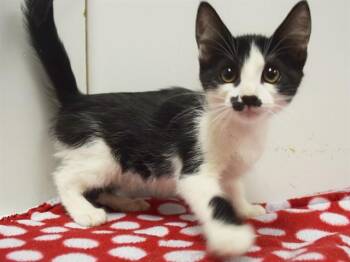 GALE -  Domestic Short Hair Cat for Adoption in Sacramento, California - GALE | PetCurious