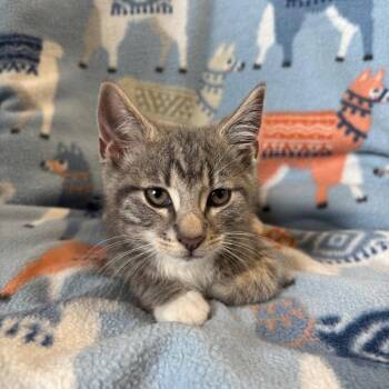 TRU-Stray-31376_2 -  Domestic Short Hair Cat Available for Adoption in Mt. Juliet, Tennessee - TRU-Stray-31376_2 | PetCurious