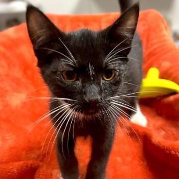 SPRITE -  Domestic Short Hair Cat for Adoption in Graham, Washington - SPRITE | PetCurious