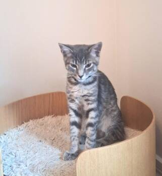 Heath -  Tabby Cat for Adoption in Lewis Center, Ohio - Heath | PetCurious