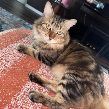Domestic Long Hair Cats Available for Adoption in Indianapolis, Indiana - Tide | PetCurious