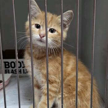 Axel -  Domestic Short Hair Cat for Adoption in Branson, Missouri - Axel | PetCurious