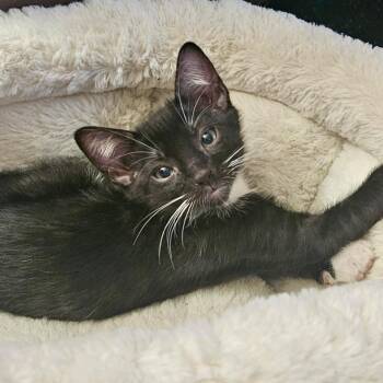 Hermione* -  Domestic Short Hair Cat for Adoption in San Gabriel, California - Hermione* | PetCurious