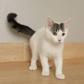 Lunchbox C70112 -  Domestic Short Hair Cat for Adoption in Minnetonka, Minnesota - Lunchbox C70112 | PetCurious