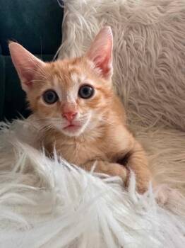 Quentin Jeffery Eugene -  Domestic Short Hair Cat for Adoption in Sterling, Virginia - Quentin Jeffery Eugene | PetCurious