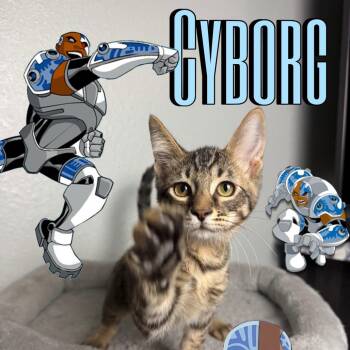 Cyborg -  Domestic Short Hair Cat for Adoption in League City, Texas - Cyborg | PetCurious
