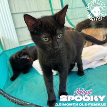Spooky -  Domestic Short Hair Cat for Adoption in Wilmington, North Carolina - Spooky | PetCurious