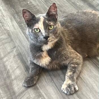 Pharoah -  American Shorthair Cat for Adoption in Warrensburg, Missouri - Pharoah | PetCurious