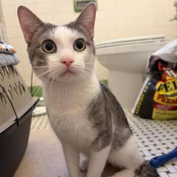 Vonnegut -  Domestic Short Hair Cat for Adoption in Evanston, Illinois - Vonnegut | PetCurious