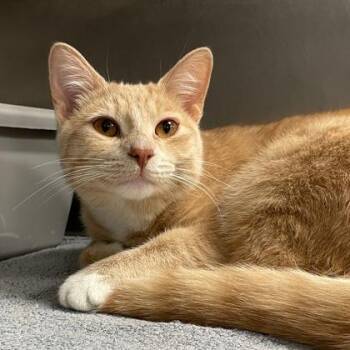 Pork Chop -  Domestic Short Hair Cat for Adoption in Wheaton, Illinois - Pork Chop | PetCurious