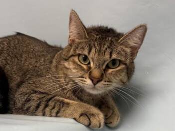 Lana -  Domestic Short Hair Cat for Adoption in Woodbury, Minnesota - Lana | PetCurious