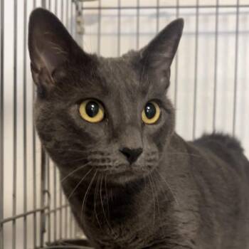 Domestic Short Hair Cats Available for Adoption in Wiggins, Mississippi - Minx | PetCurious