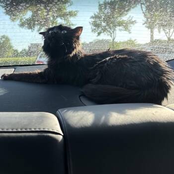 BellaRose C11545 -  Domestic Medium Hair Cat for Adoption - BellaRose C11545 | PetCurious