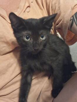 Saturday -  Domestic Short Hair Cat for Adoption in Penns Grove, New Jersey - Saturday | PetCurious