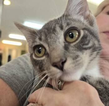 Calvin -  Domestic Short Hair Cat for Adoption in Southbury, Connecticut - Calvin | PetCurious