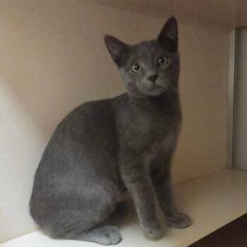 Ozwald -  Domestic Short Hair Cat for Adoption in Ballston Spa, New York - Ozwald | PetCurious
