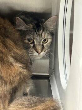 Tempest -  Domestic Medium Hair and Domestic Short Hair Cat for Adoption in Kansas City, Missouri - Tempest | PetCurious