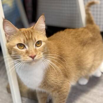 Domestic Short Hair Cats Available for Adoption in Ridgely, Maryland - Twinkie | PetCurious