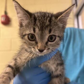 Jared -  Domestic Short Hair Cat for Adoption - Jared | PetCurious