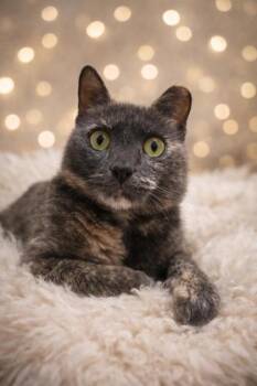 Domestic Short Hair Cats Available for Adoption in Wilmington Island, Georgia - Hoot | PetCurious