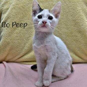 Bo Peep -  Domestic Short Hair Cat for Adoption in Parkersburg, West Virginia - Bo Peep | PetCurious