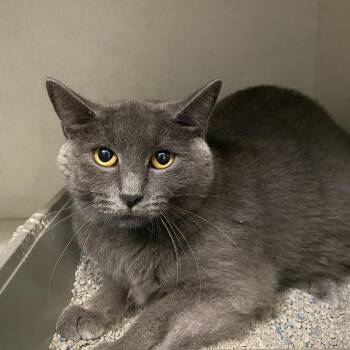 Luna -  Domestic Short Hair Cat for Adoption in Dayton, Ohio - Luna | PetCurious