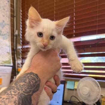Casper -  Siamese and Domestic Medium Hair Cat for Adoption in Birmingham, Alabama - Casper | PetCurious