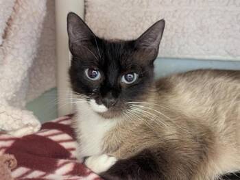Snowshoe and Domestic Short Hair Cats Available for Adoption in Salinas, California - DUCHESS | PetCurious