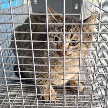 Domestic Short Hair Cats Available for Adoption - Mama | PetCurious