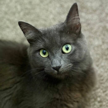 Rescue Domestic Medium Hair Cats for Adoption in Cumming, Georgia - Olive | PetCurious