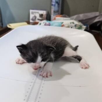 Diddily -  Domestic Short Hair Cat for Adoption in Livingston, Texas - Diddily | PetCurious