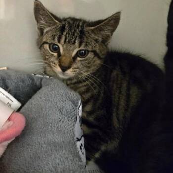 Lilypad -  Domestic Short Hair Cat for Adoption in Phoenixville, Pennsylvania - Lilypad | PetCurious