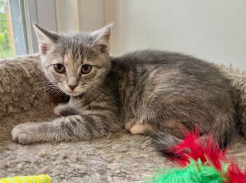 Barbara -  Domestic Short Hair Cat for Adoption in Ashland, Ohio - Barbara | PetCurious
