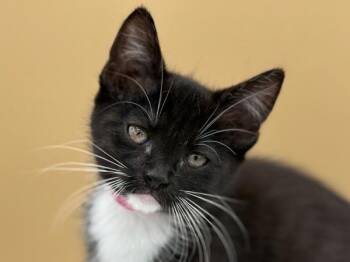 Juniper -  Domestic Short Hair Cat for Adoption in Portland, Oregon - Juniper | PetCurious